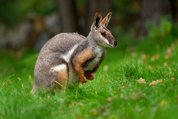 Yellow-footed Rock Wallaby - Petrogale xanthopus - Australian kangaroo - wallaby sitting on the...