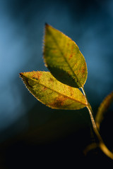 Reverse Helios 77M4 vintage lens shots of nature,plants and flowers. Extreme depth of field that renders artistic images. 