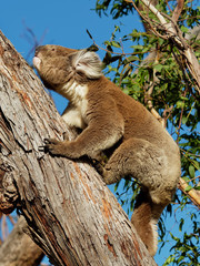 Obraz premium Koala - Phascolarctos cinereus on the tree in Australia, eating, climbing on eucaluptus