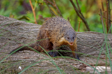 Yellow Mongoose - Cynictis penicillata or the red meerkat, is a member of the mongoose family, lives in open country, from semi-desert scrubland to grasslands in South Africa