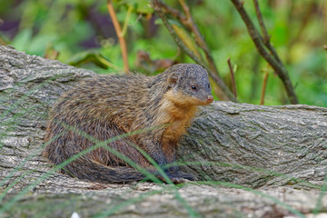Yellow Mongoose - Cynictis penicillata or the red meerkat, is a member of the mongoose family, lives in open country, from semi-desert scrubland to grasslands in South Africa