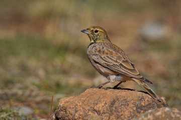 Fototapeta premium Horned Lark - Eremophila alpestris called the shore lark in Europe, is a species of lark in the Alaudidae family found across the northern hemisphere