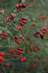 Briar, Wild Rosehip Shrub. Colorful closeup of briar berries in the field.