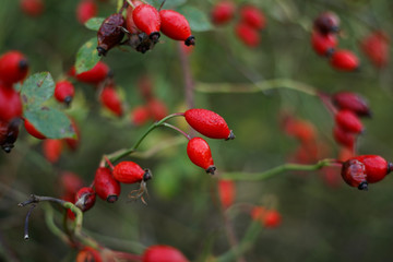 Obraz premium Briar, Wild Rosehip Shrub. Colorful closeup of briar berries in the field.