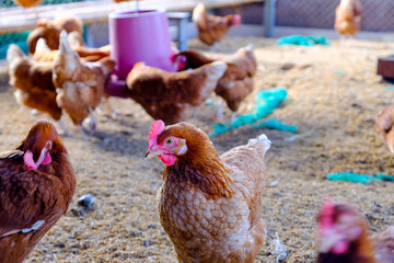 Red chicken on a farm in nature. Hens in  farm. Chickens walking in the farm with  chicken waterer
