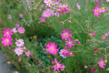 Purple flower blossom in the field. Beautiful close up of purple spring flowers.