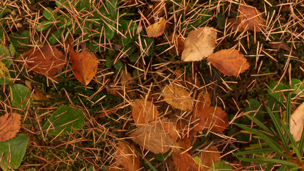 autumn foliage on the web close up
