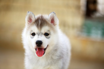 Siberian Husky puppy 1 month old. Fluffy puppy smiling portrait.