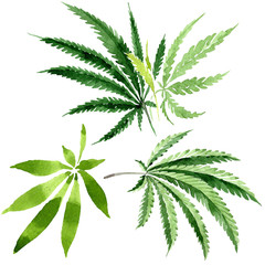 Cannabis green leaves. Watercolor background illustration set. Isolated cannabis illustration element.