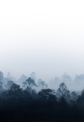 silhouette forest covered in fog during winter morning. misty mountains good ecosystem and environmental concepts. great outdoor location in Thailand.