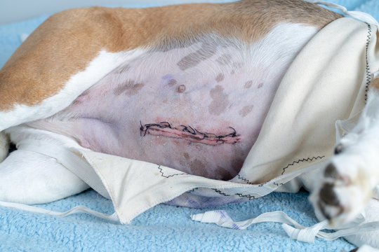 Dog after surgery
