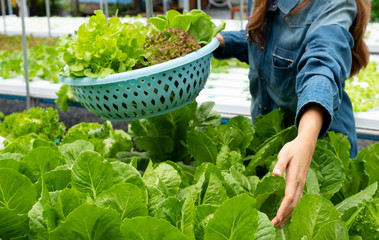 Woman Harvesting Salad Lettuce in Hydroponics Organic Agriculture Farming