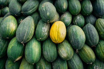 One yellow melon among many big sweet green melons