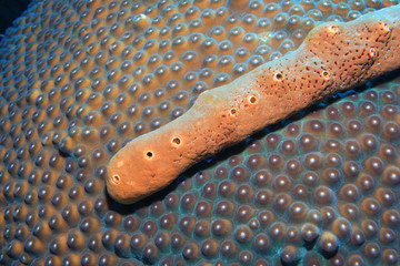 Close up of stony coral structure and sponge