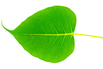 green bothi leaf (Pho leaf, bo leaf) isolated on white background texture.