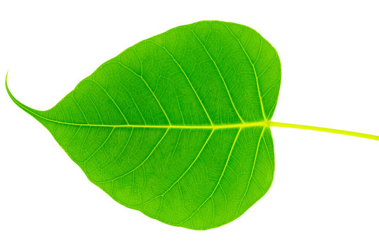 green bothi leaf (Pho leaf, bo leaf) isolated on white background texture.