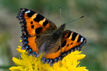 A close up of a butterfly showing the wingspan