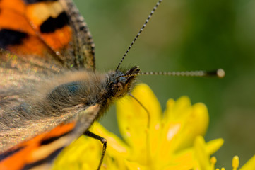 A close up of a butterfly showing the head and upper body