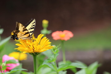 butterfly on flower