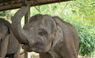 Asian elephants are eating food.