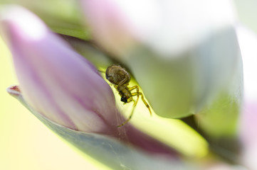 Spider inside a flower on a sunny morning