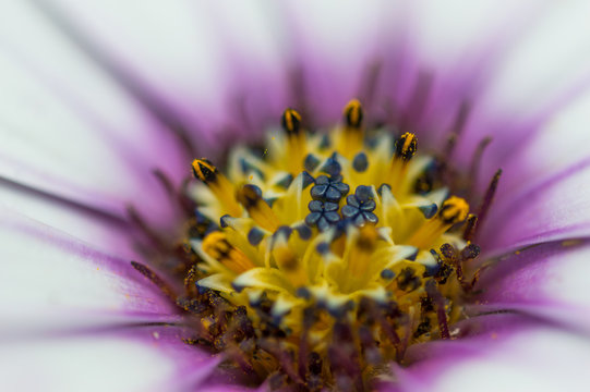 Flower Macro