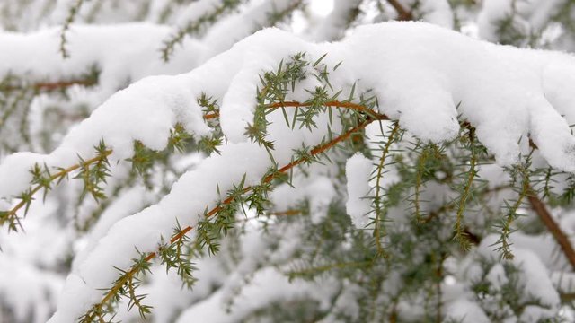 Slow motion snow christmas tree in winter park. Snowfall on pine branch. Close-up shallow DOF shot filmed in 4k UHD