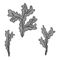 Vector illustration of hand drawn seaweed - Fucus algae. Coloring page book - zendala for relaxation and meditation. Concept for restaurant menu card, branding, logo label.