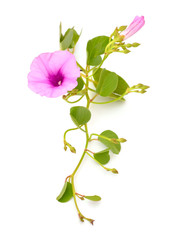 Ipomoea pes-caprae, also known as bayhops, beach morning glory or goat's foot. Isolated