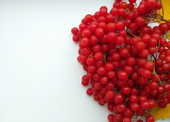 Viburnum red berry, healthy food, background