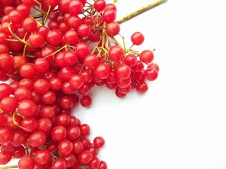 Viburnum red berry, healthy food, background