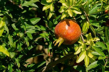 Ripe red pomegranate (Punica granatum) on tree in the Crimea garden. Sunny autumn day. Selective focus