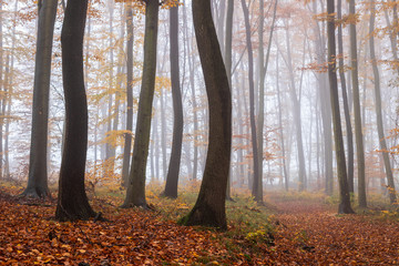 Autumn misty forest