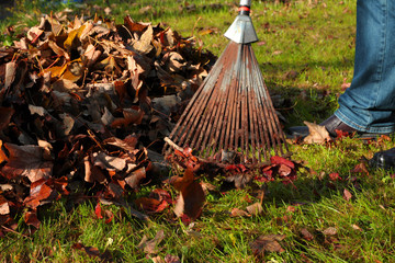 Mann kehrt mit Rechen Herbstlaub zusammen