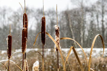 Cattail under the snow in winter