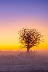 Single tree in a sunrise in a wintry landscape with fog