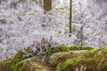 Hoarfrost branches in a forest
