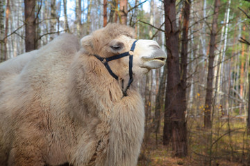 Cute white and brown two-Humped Camel in the autumn forest