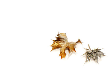 Autumn leaf with dried flower