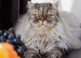 Home fluffy Scottish cat lying on the floor