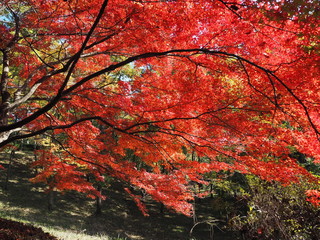 赤く染まった紅葉