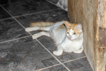 Naklejka na ściany i meble a staring cat sitting in an abandoned house 