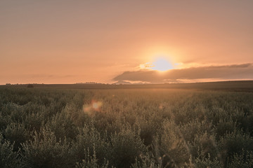 sunrise in an olive grove