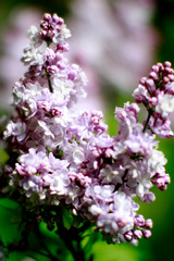 contrast on Syringa Vulgaris lilac flowers with blurry backyard