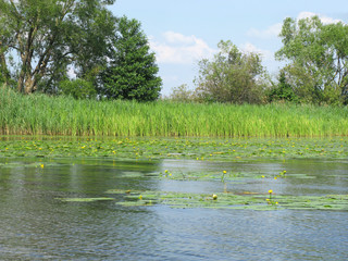 Thickets of Kubyshka or yellow water lily (lat. Núphar lútea) and Kamysh (lat. Scírpus) on the Volga in the Tver Region © lisaveya