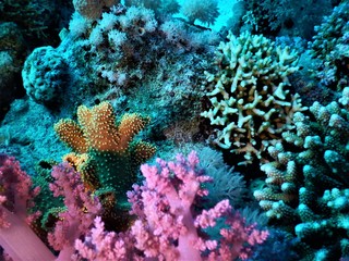 Morze czerwone koral fiolet nurkowanie podwodne - obrazy, fototapety, plakaty