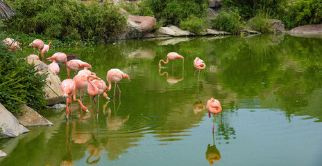 pink flamingo in the pond