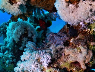 Koral morze czerwone nurkowanie podwodne