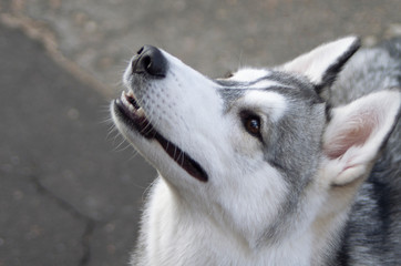 portrait of a dog huskies