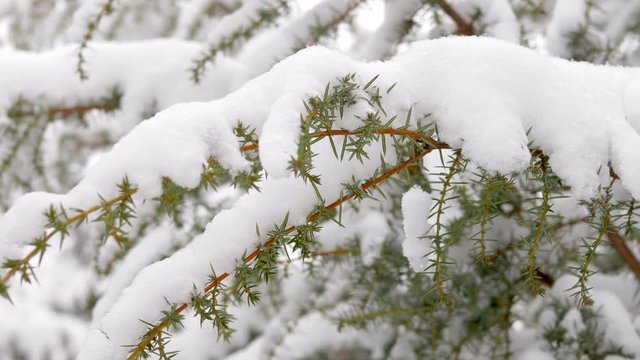 Slow motion snow christmas tree in winter park. Snowfall on pine branch. Close-up shot filmed in 4k UHD